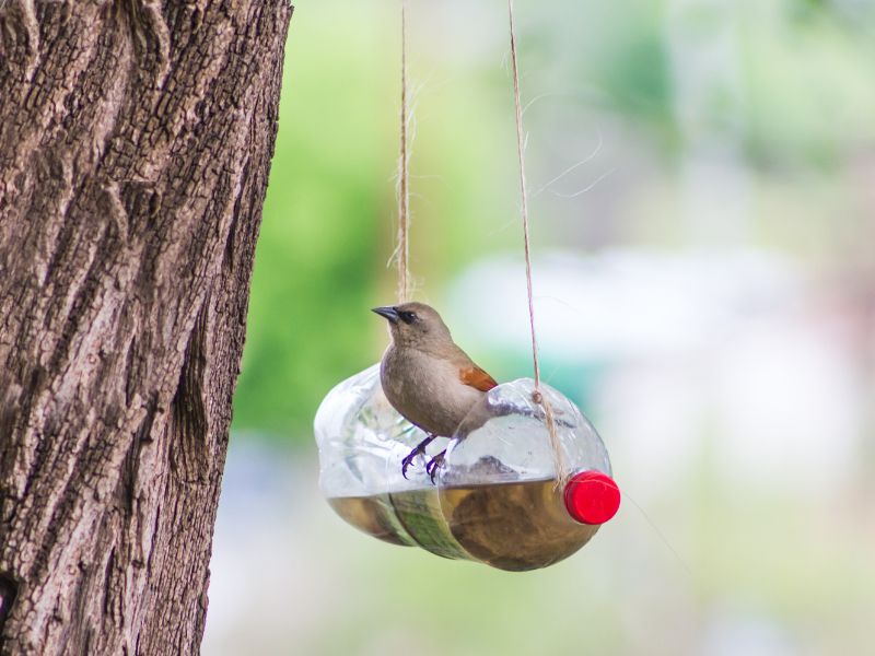 Image of a bird using a plastic bottle as a bird bath as a way to recycle and reuse. 