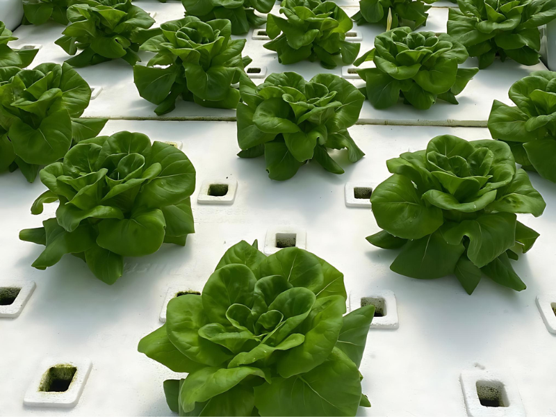 Lettuce Grown at Westonwood Ranch