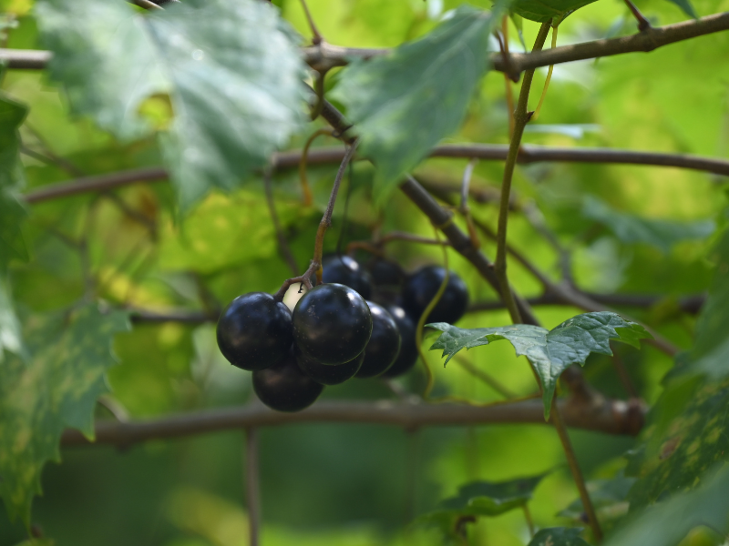 Muscadine Grapes on the vine