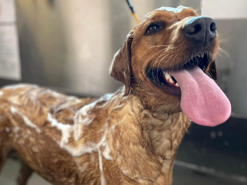 A Fresh Look and Heartfelt Mission at Best Pals Pet Resort