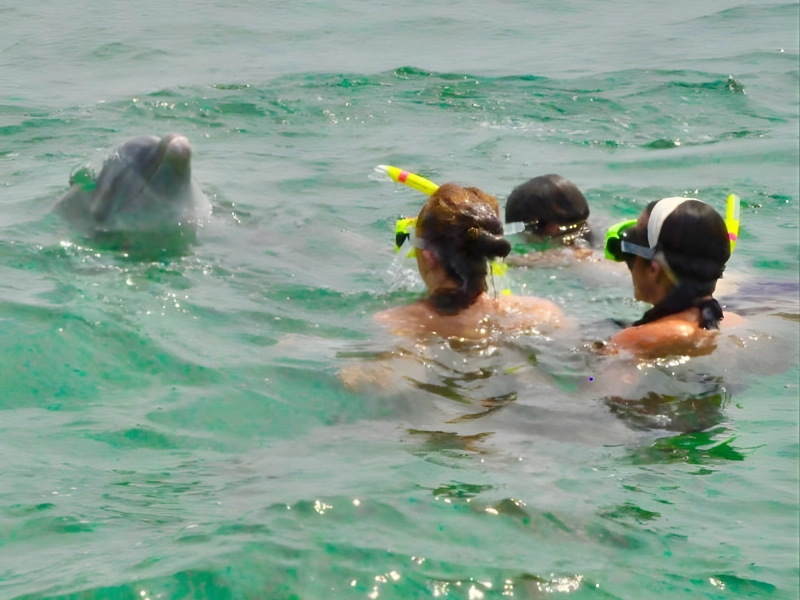 A Morning With Dolphins & Ted